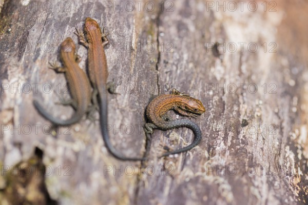 Baby viviparous lizards, or common lizard, (Zootoca vivipara, formerly Lacerta vivipara) sit on