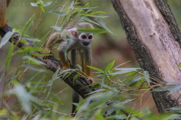 One baby Central American squirrel monkey, Saimiri oerstedii, climbing through bushes. Green