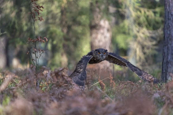 One Eurasian Eagle Owl, Bubo bubo, flying thru a forest with ferns on the ground