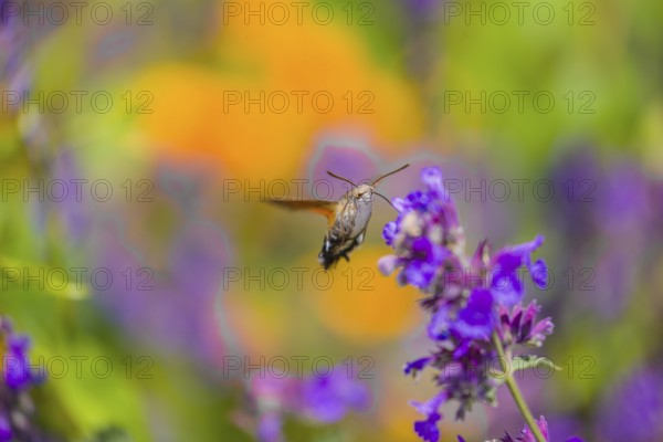 A hummingbird hawk-moth (Macroglossum stellatarum) hovering to drink from a blossom