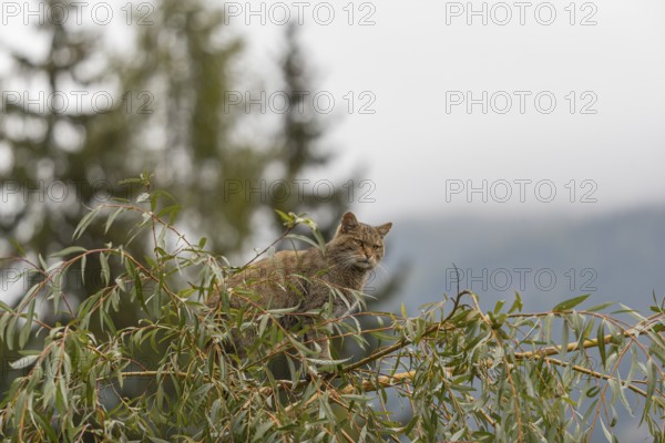 One European wildcat, Felis silvestris silvestris, sitting in a green weeping willow tree. Green