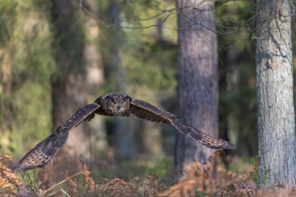 One Eurasian Eagle Owl, Bubo bubo, flying thru a forest with ferns on the ground