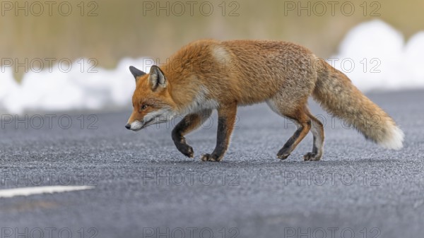 Red fox (Vulpes vulpes), hunting, winter fur, fallen game, looking for food on the road, winter