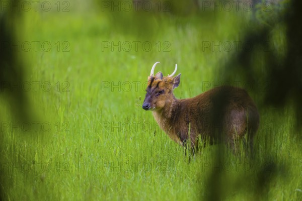 One male Reeves's muntjac (Muntiacus reevesi) stands on a green meadow