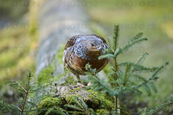 Western capercaillie (Tetrao urogallus) female (hen) standing on the ground at the edge of a foest,