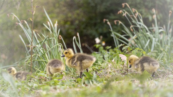 Canada goose chicks (Branta canadensis) four running through grass and reeds, in the background