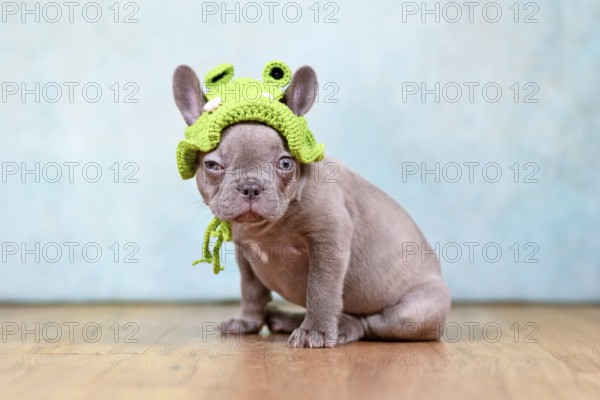 French Bulldog dog puppy with funny face and knitted frog costume hat