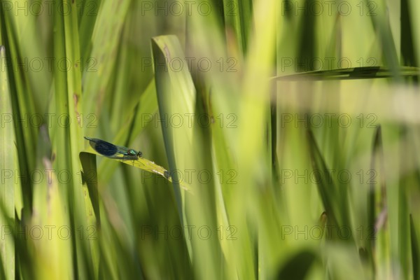 Banded demoiselle damselfly (Calopteryx splendens) adult male insect on a reed plant leaf in the