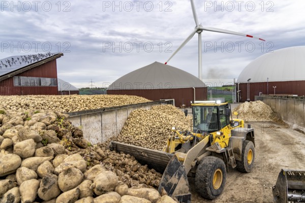 Biogas plant produces gas from various biomass, here the sugar beet storage, the electricity is