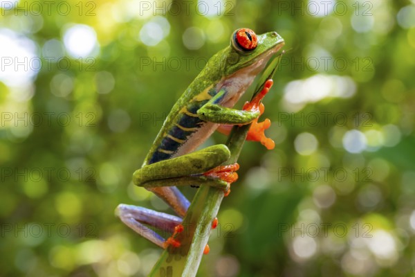 Red-eyed tree frog (Agalychnis callidryas), sitting on a branch, Heredia province, Costa Rica,