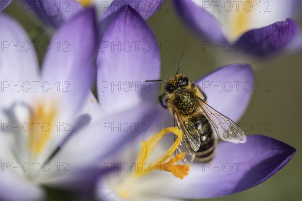 Elfin crocus (Crocus tommasinianus) with honey bee (Apis mellifera), Emsland, Lower Saxony,