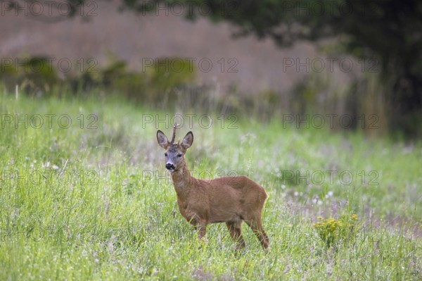 European roe deer (Capreolus capreolus) buck, male with deformed antlers showing distorted spike in