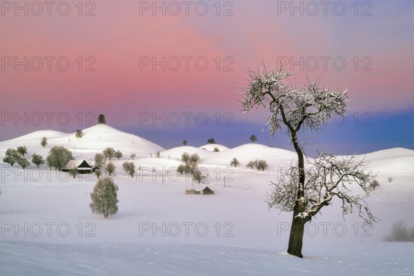 Snow-covered hilly landscape at dawn, Menzingen, Canton Zug, Switzerland, Europe