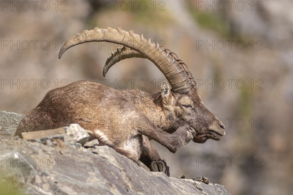Ibex (Capra ibex) in the rocky mountains of the Italian Alps in the Gran Paradiso National Park.
