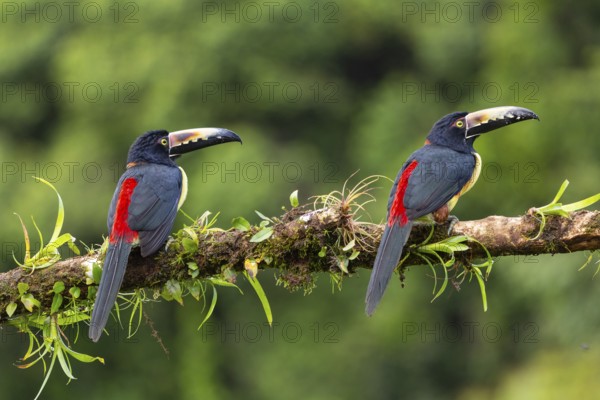 Collared Aracari (Pteroglossus torquatus), Toucans (Ramphastidae), Laguna del Lagarto Lodge,