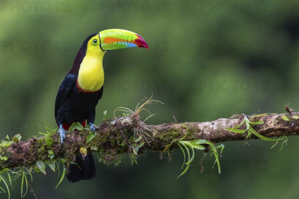 Fishing Toucan (Ramphastos sulfurantus), Toucans (Ramphastidae), Laguna del Lagarto Lodge,