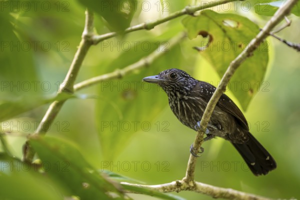 Hooded Ant Shrike (Thamnophilus bridgesi) sitting on a branch, Corcovado National Park, Osa,