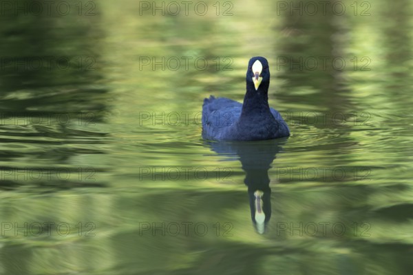 Yellow-billed coot (Fulica armillata) with reflection on a lake in Buenos Aires, Argentina, South
