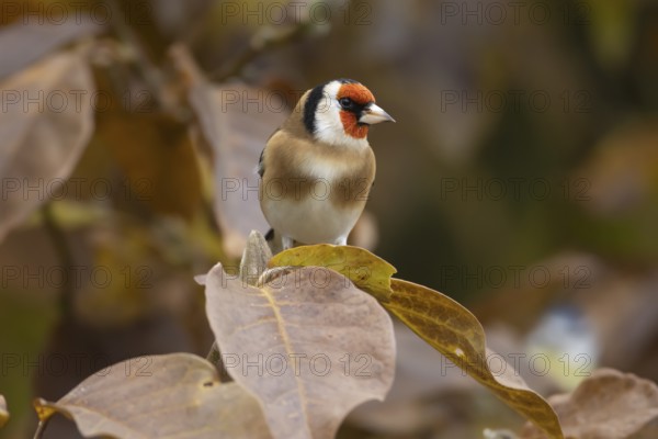 European goldfinch (Carduelis carduelis) adult bird on a garden Magnolia tree with autumn colour