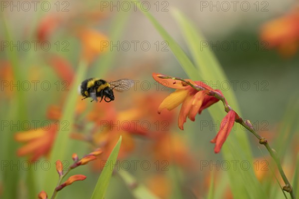 Buff tailed bumblebee (Bombus terrestris) adult bee flying toward a Crocosmia flower in an urban