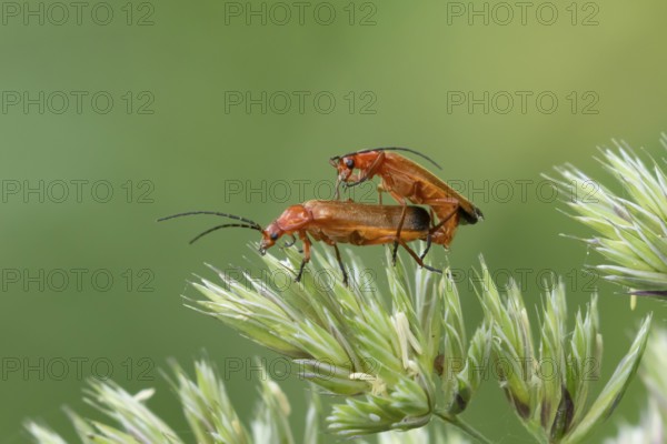 Common red soldier beetle (Rhagonycha fulva) two adult insects mating on a grass flower in summer,