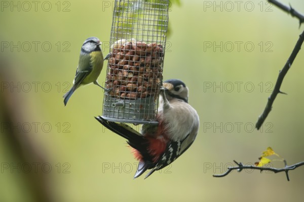 Great spotted woodpecker (Dendrocopos major) and Blue tit (Cyanistes caeruleus) adult birds on a