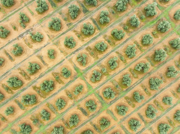 Cultivated olive trees (Olea europaea). Aerial view. Drone shot. Jaén province, Andalusia, Spain,