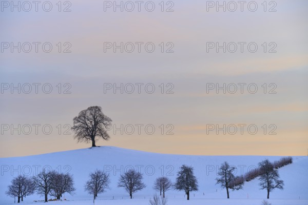 Winter landscape with snow-covered hills and trees under a pastel-coloured sunset, Menzingen, Zug,