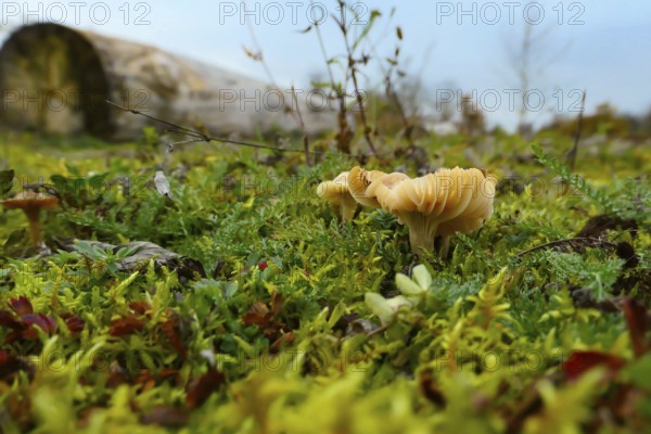 Close-up of a mushroom with lamellae on the cap on a moss-covered former car park near Augsburg,