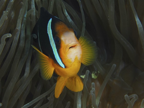 Close-up of a clownfish, Clark's anemonefish (Amphiprion clarkii), in a sea anemone, dive site