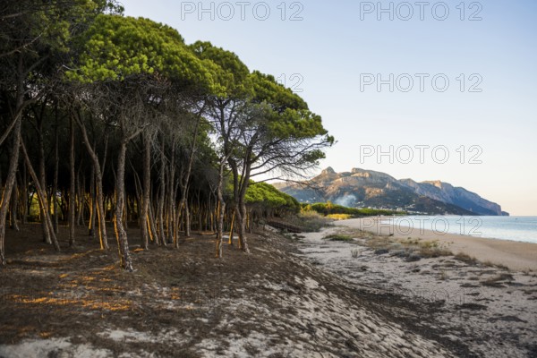 Lonely sandy beach and pine forest, Spiaggia di Isula Manna, sunset, Santa Maria Navarrese, Gulf of