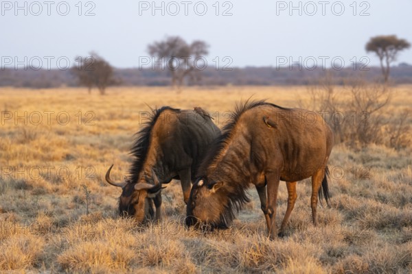 Blue wildebeest (Connochaetes taurinus), two wildebeest grazing in the evening light, Khama Rhino