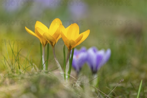 Flowering crocuses (Crocus) in the garden in springtime on a sunny day, Bavaria, Germany, Europe
