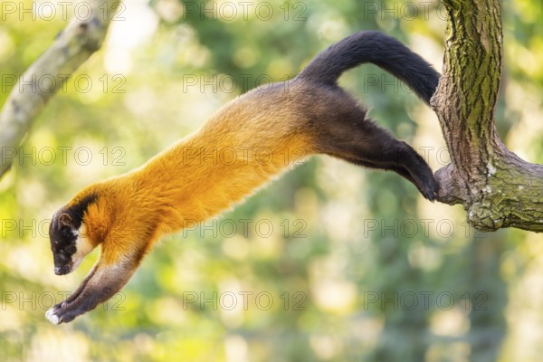 Yellow-throated marten (Martes flavigula) jumping on a tree in a forest, captive, Germany, Europe