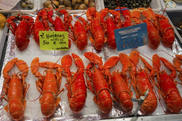Red lobsters on a market display, price tags visible, fish market, Trouville-sur-Mer, Trouville,