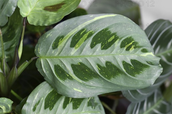 Oval leaf of exotic 'Maranta Leuconeura Kerchoveana Variagata' houseplant with white spots
