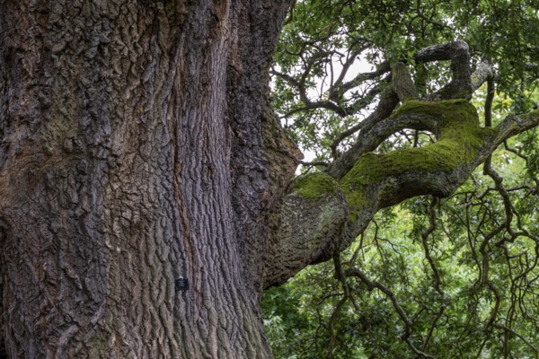 Old oak (Quercus) with mighty trunk and moss-covered branches, Royal Botanic Gardens (Kew Gardens),