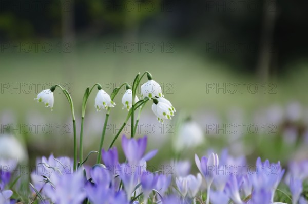 Beautiful spring snowflake (Leucojum vernum), early March, Germany, Europe