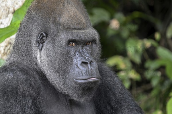 Western lowland gorilla (Gorilla gorilla gorilla), portrait, Réserve Lésio-Louna nature reserve,