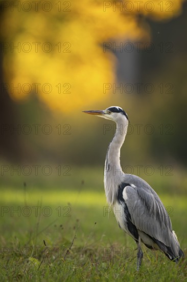 Grey heron (Ardea cinerea), animal portrait, autumn, Rosensteinpark, Stuttgart, Baden-Württemberg,