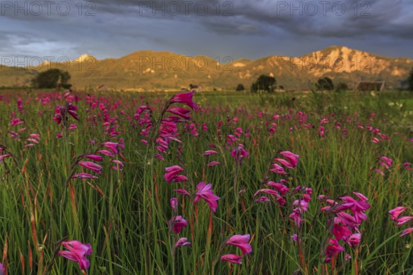 Flower meadow, marsh gladiolus (Gladiolus palustris), evening light, cloudy mood, summer,