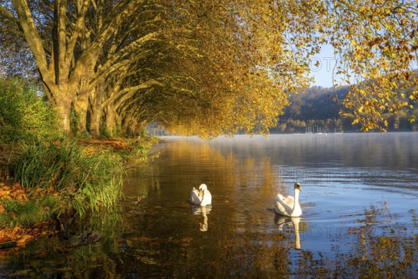 Autumnal colours at the Platanen Allee, Hardenberg Ufer, lakeside path at Lake Baldeney, near Haus