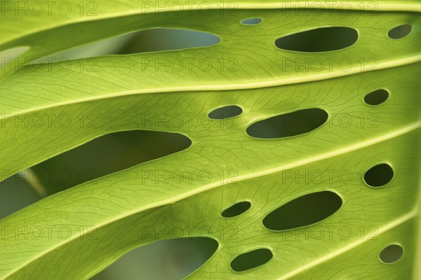 Close-up of a green Monstera leaf with irregular holes through which the light falls