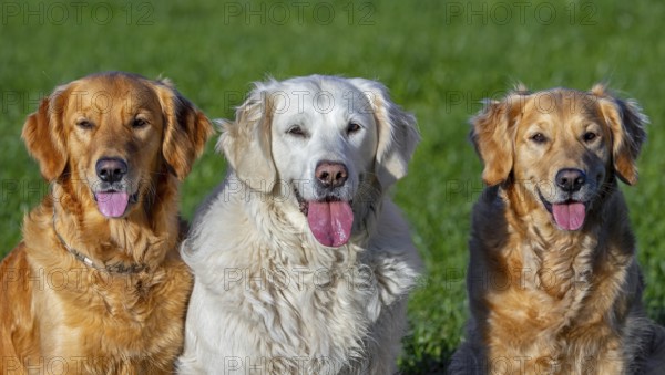 Golden retriever dog with cream coloured coat sitting outside amongst two golden retrievers in