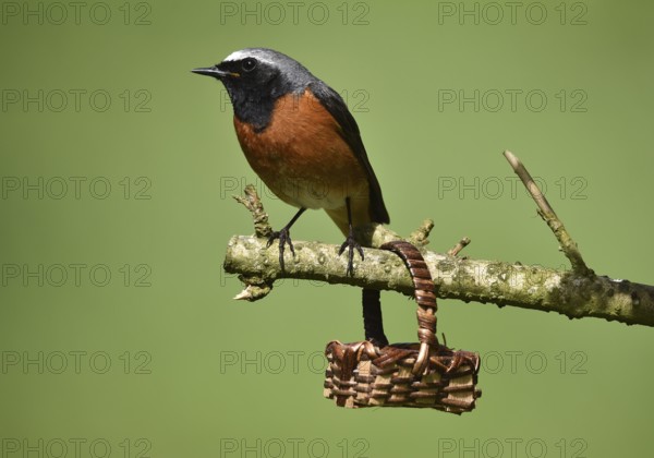 Redstart, (Phoenicurus phoenicurus) sitting on a branch