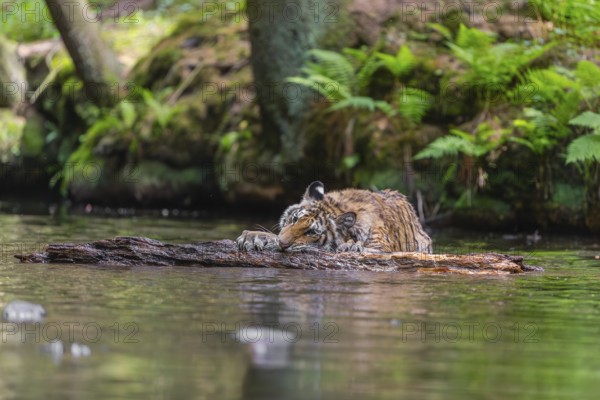 One young female Siberian Tiger, Panthera tigris altaica, playing with a log in the cool fresh