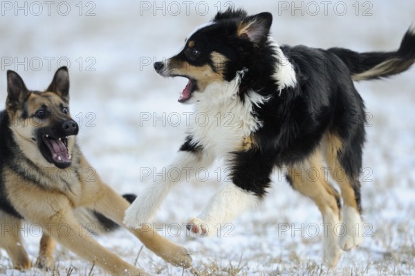 Two dogs playing lively in the snow on a wintry field, Australian Shepherd, German Shepherd