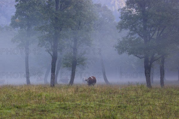 A Holstein Friesian cow stands grazing on a meadow with trees on a foggy day. Eng Valley, Austria,