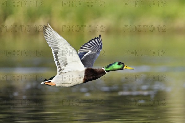 Mallard (Anas platyrhynchos), drake in flight, Switzerland, Europe