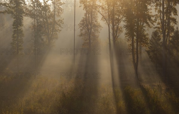 Sunrise with morning fog in the deciduous forest, Gmünd, Waldviertel, Lower Austria, Austria,